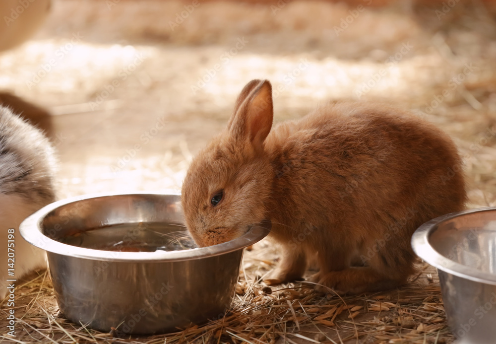 Cute funny rabbits in zoological garden