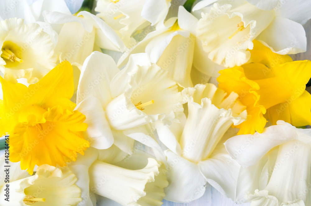 White and yellow carcissus spring flowers