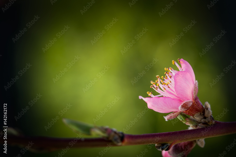 深绿色背景下的粉红色果树花朵