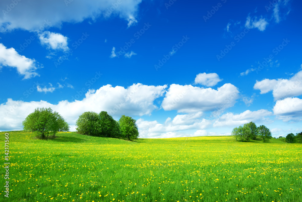 Field with yellow dandelions and blue sky