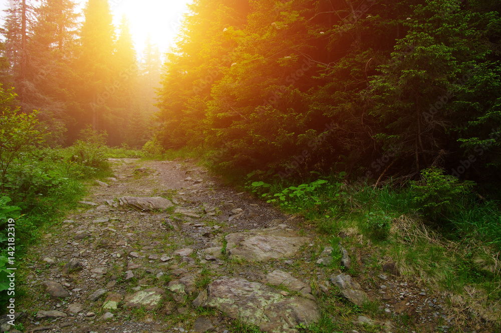 stone road in forest