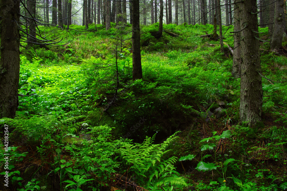 Trees in forest