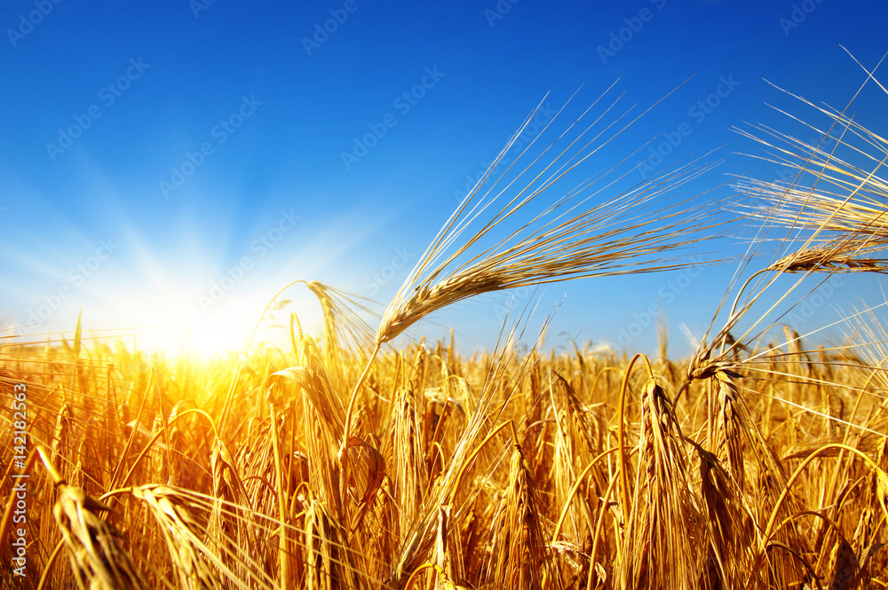 Golden wheat close up