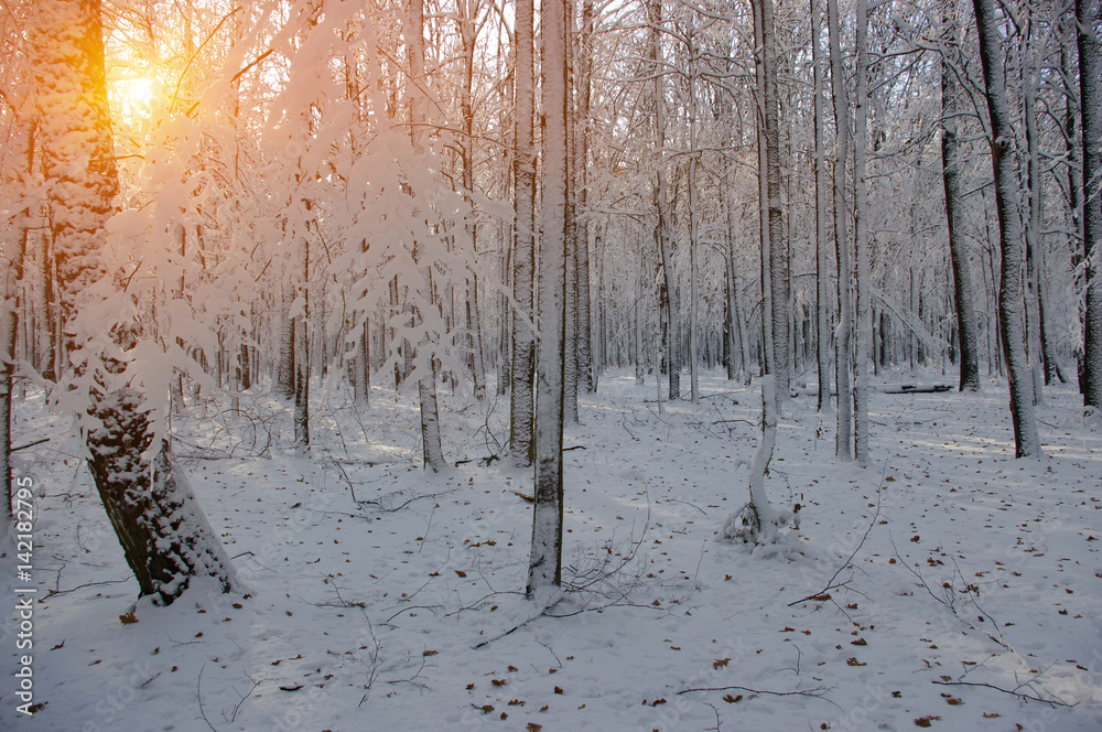 Sunset in winter forest