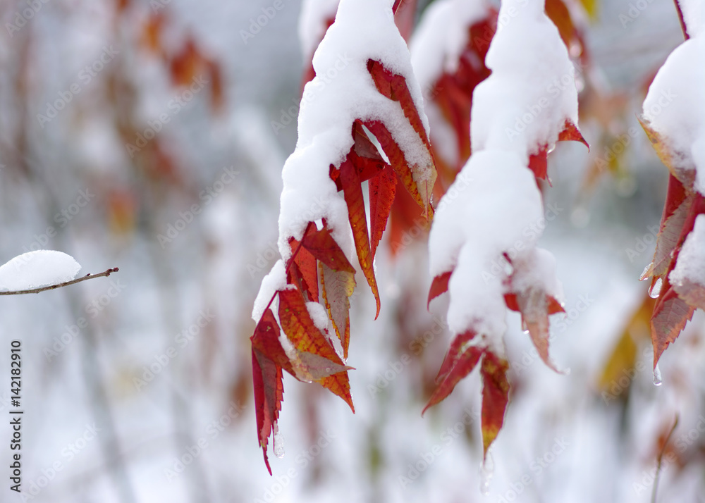 Yellow leaves in snow.