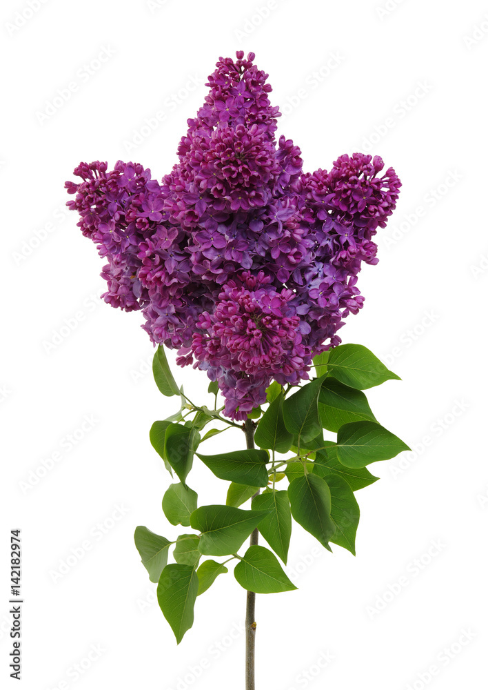 Lilac flower isolated on white