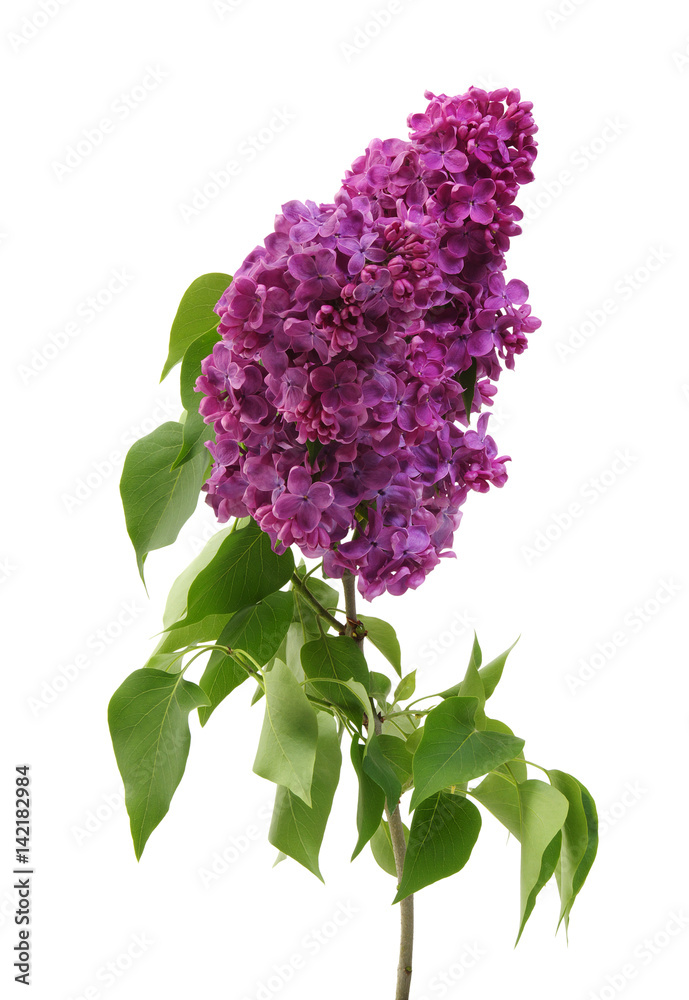 Lilac flower isolated on white