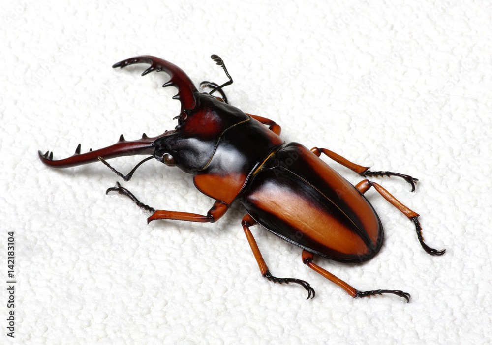 Stag beetle isolated on white