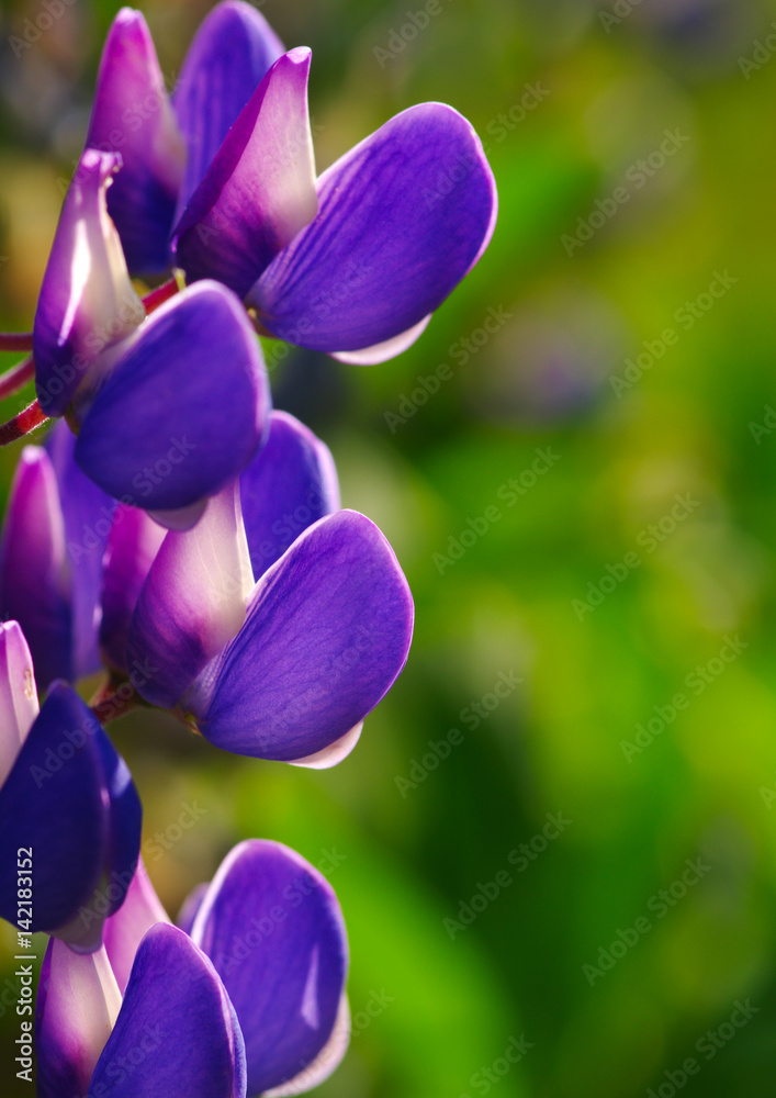 flower on green background