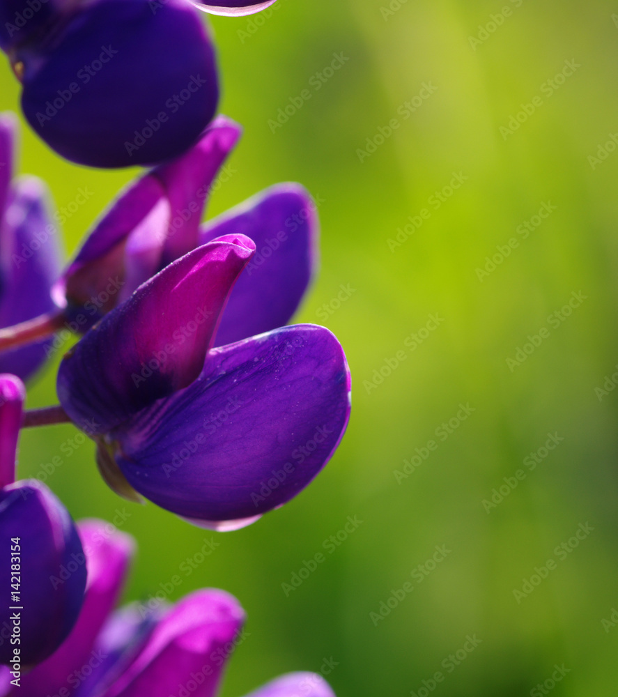 flower on green background