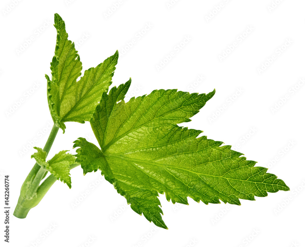 Currant leaf isolated