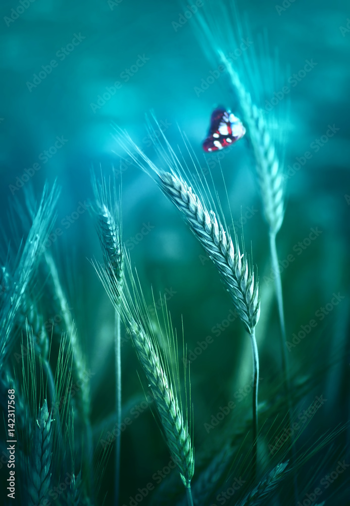 Young ears spikelets of rye in the spring outdoors on a blue-green background toned close-up macro. 