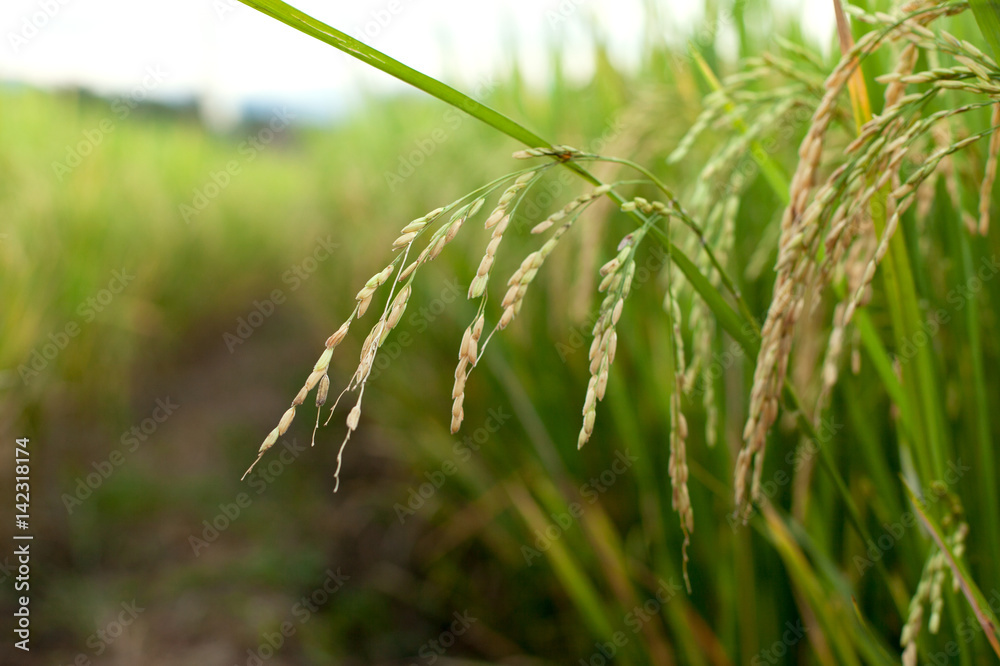 close up of yellow green rice field