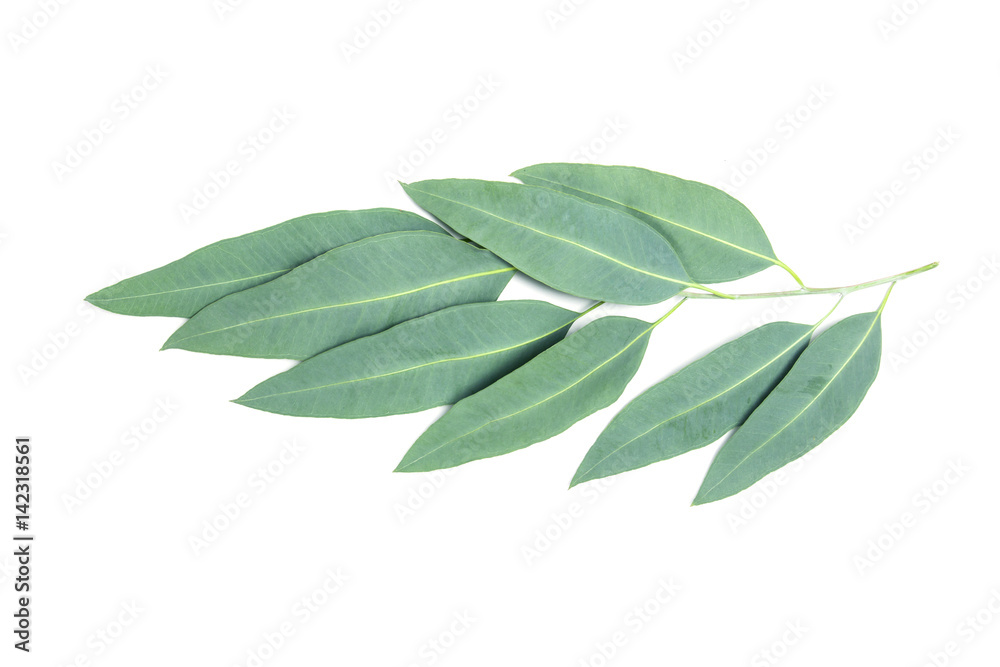 close up Eucalyptus leaves with flower on white background