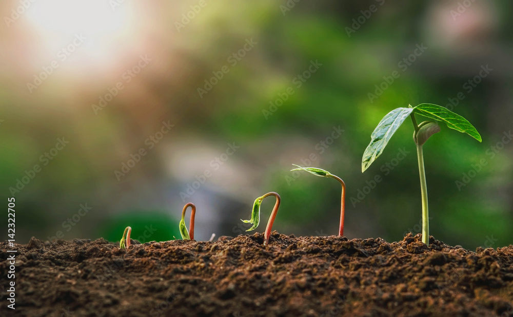 农业。种植植物。种植幼苗。自然绿色背景和阳光的土壤