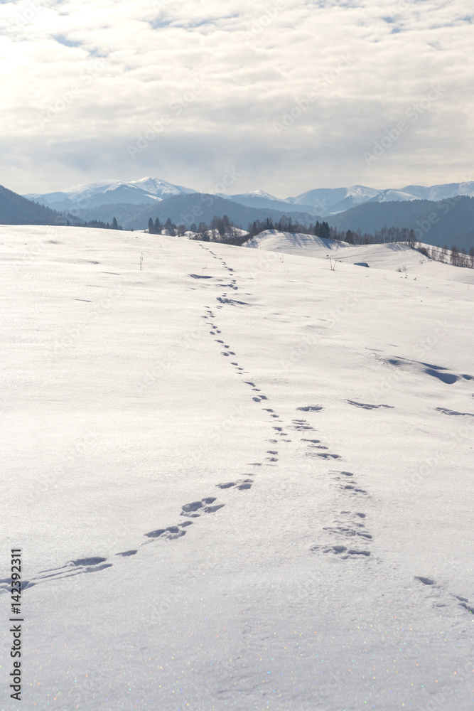 Beautiful day of winter on magical wild Transylvania mountain hills.