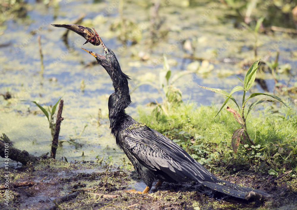 Anhinga downing a fish