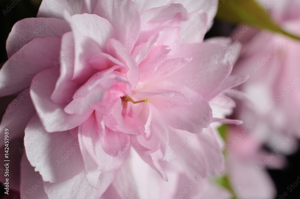 Tender pink sakura flower