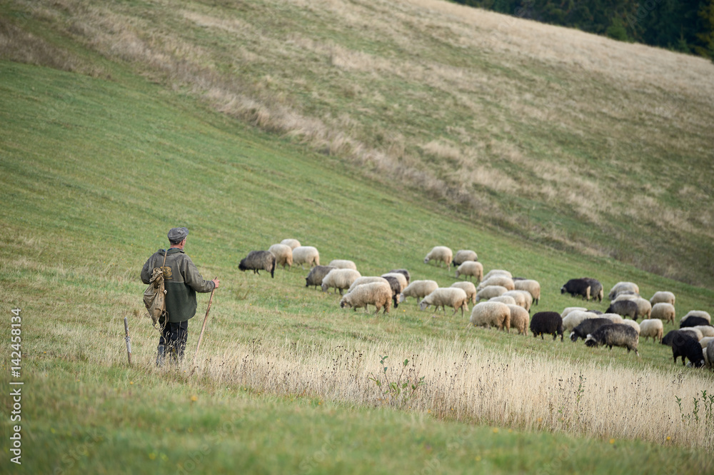 Shepherd with his sheeps