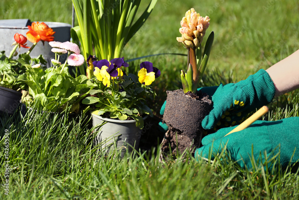 Woman planting flowers in garden