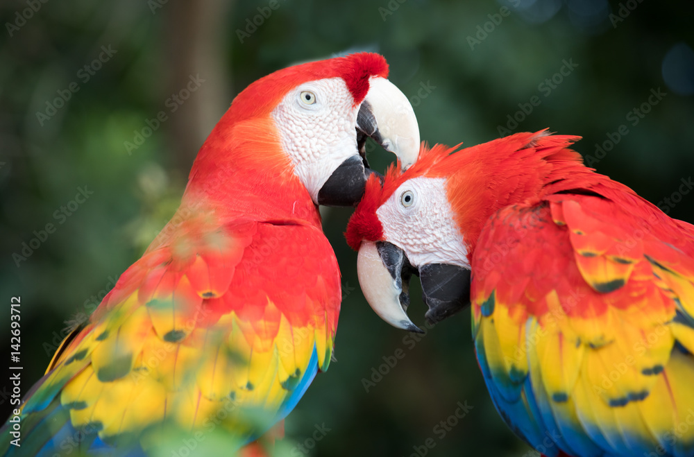 Tropical bird close-up - Scarlet macaw (Ara macao). Cancun, Mexico.