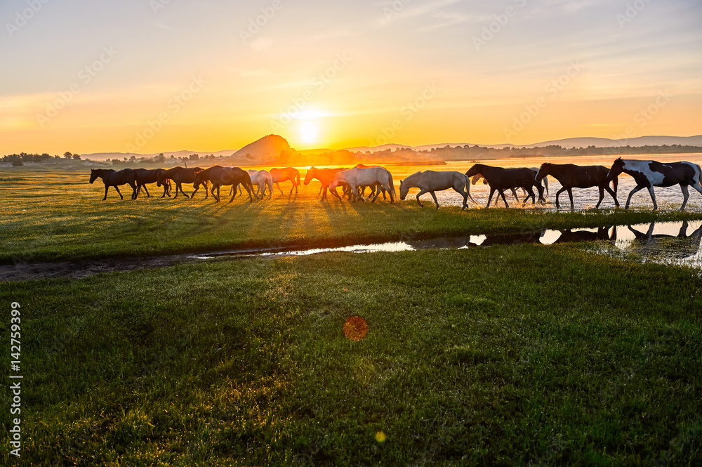 The horses on the prairie.