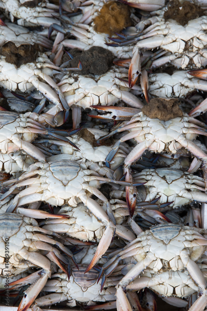 Fresh seafood on the market.