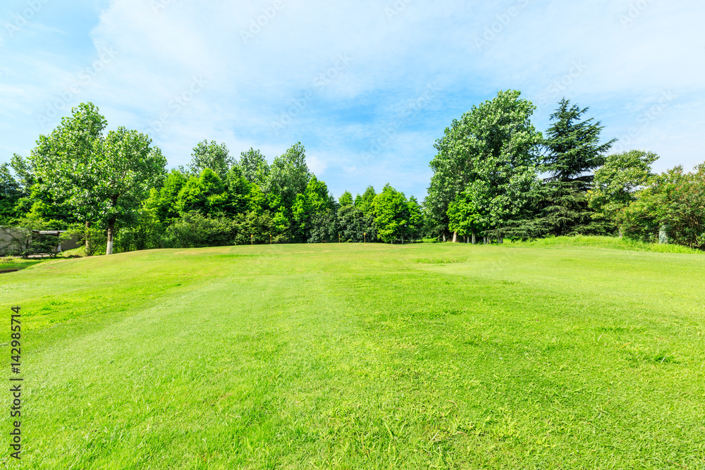 Green grass and woods in the summer