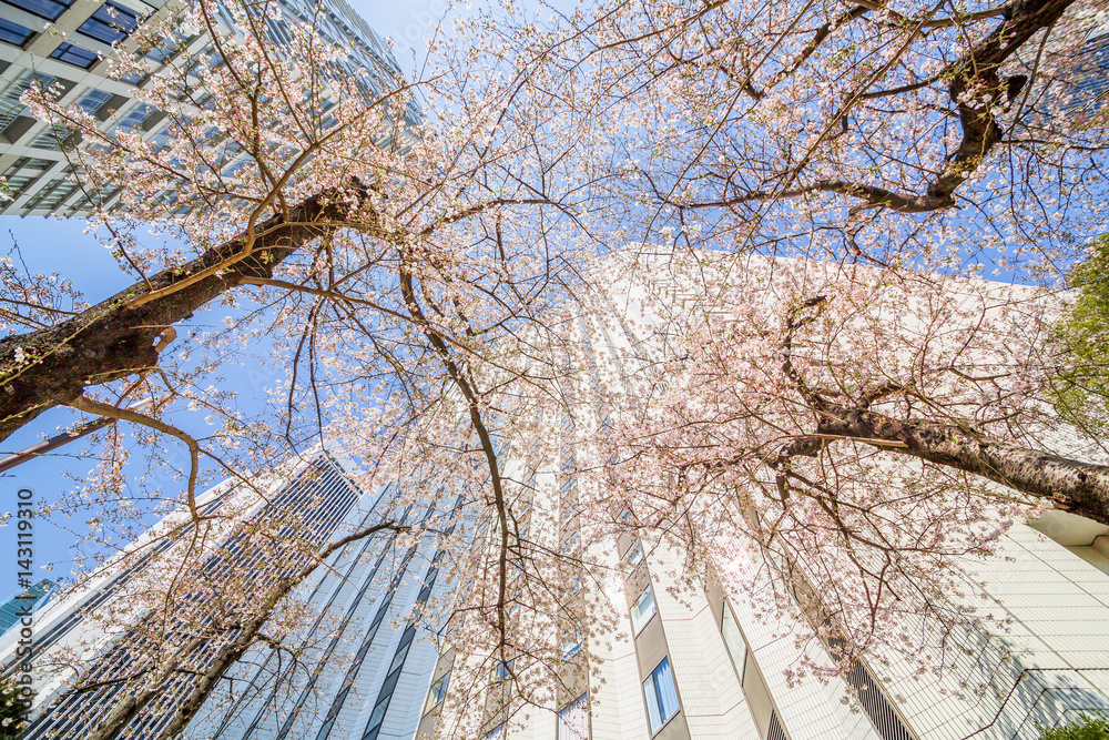 東京の桜