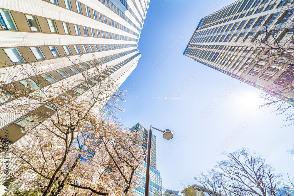 東京の桜