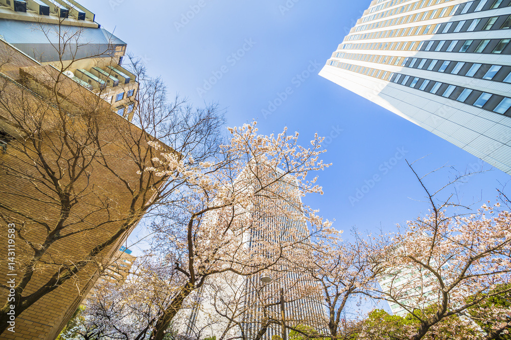 東京の桜