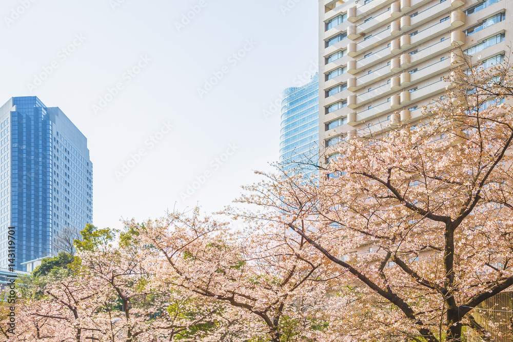 東京の桜