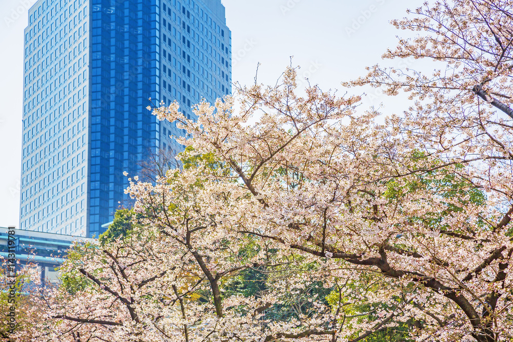 東京の桜