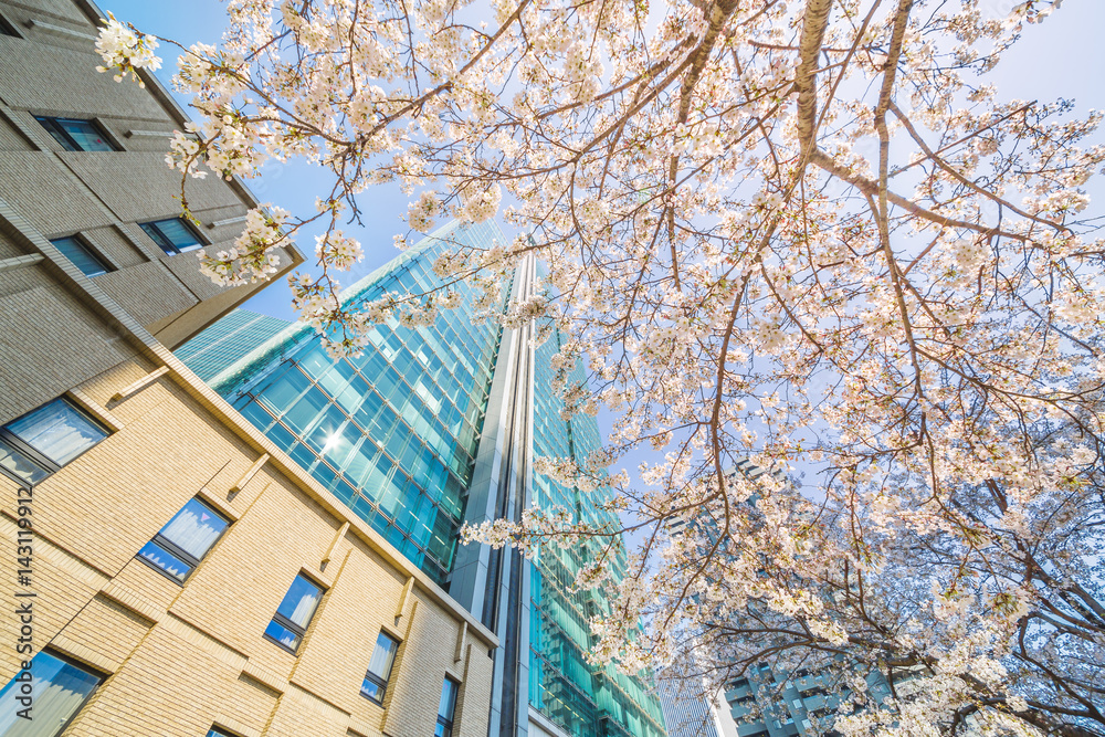 東京の桜