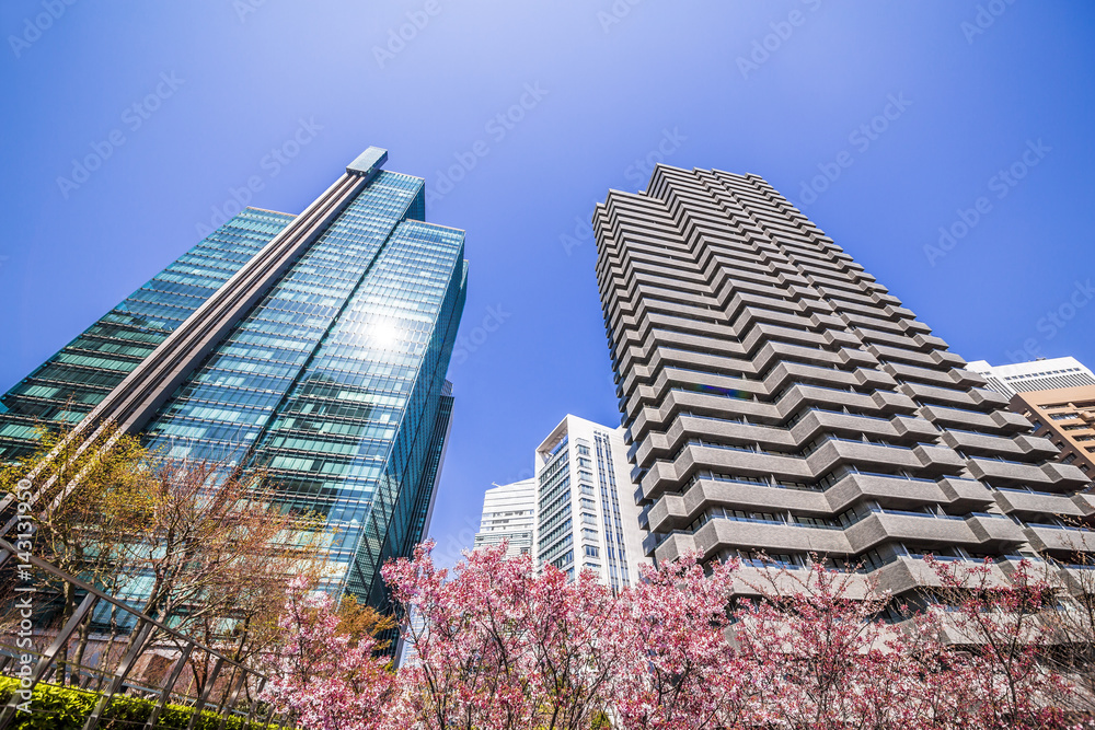 東京の桜