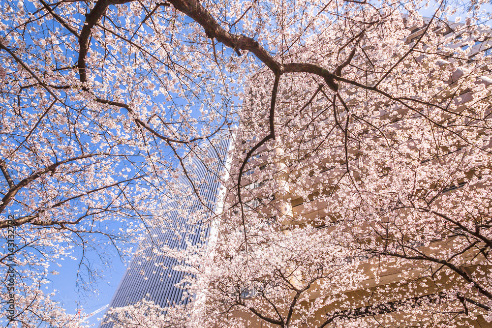 東京の桜