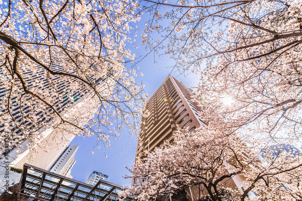 東京の桜