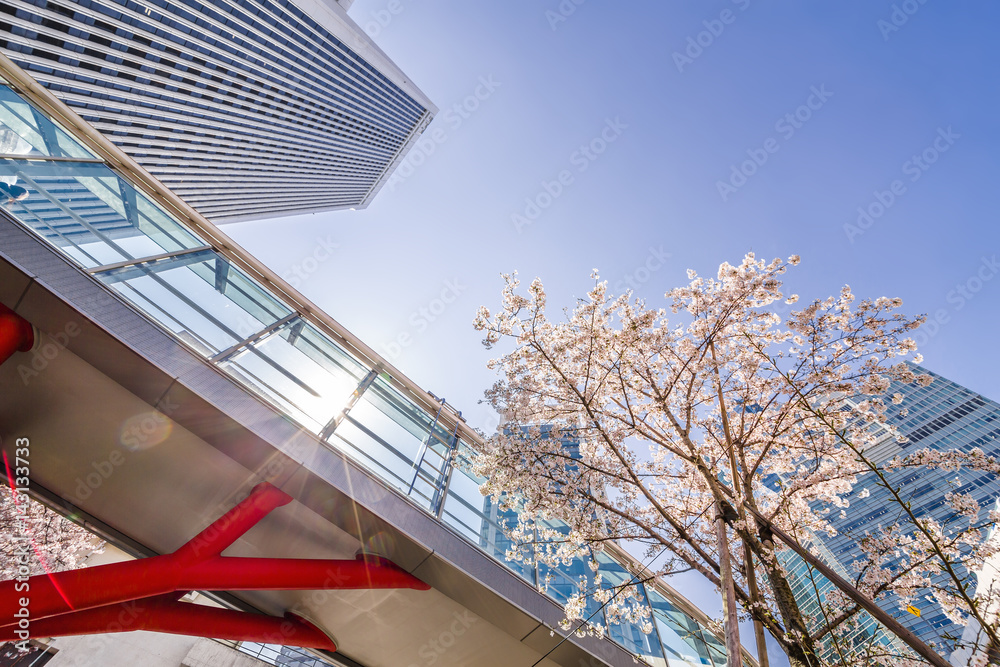 東京の桜