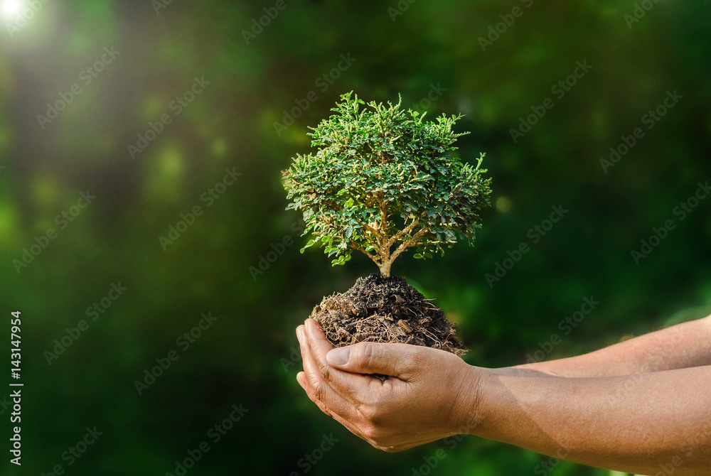 绿色背景和阳光下的手持小植物