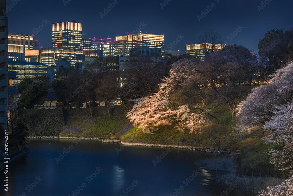 千鳥ヶ淵の夜桜