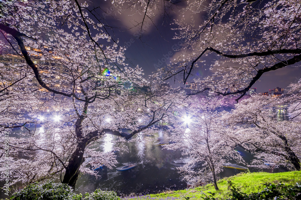 千鳥ヶ淵の夜桜