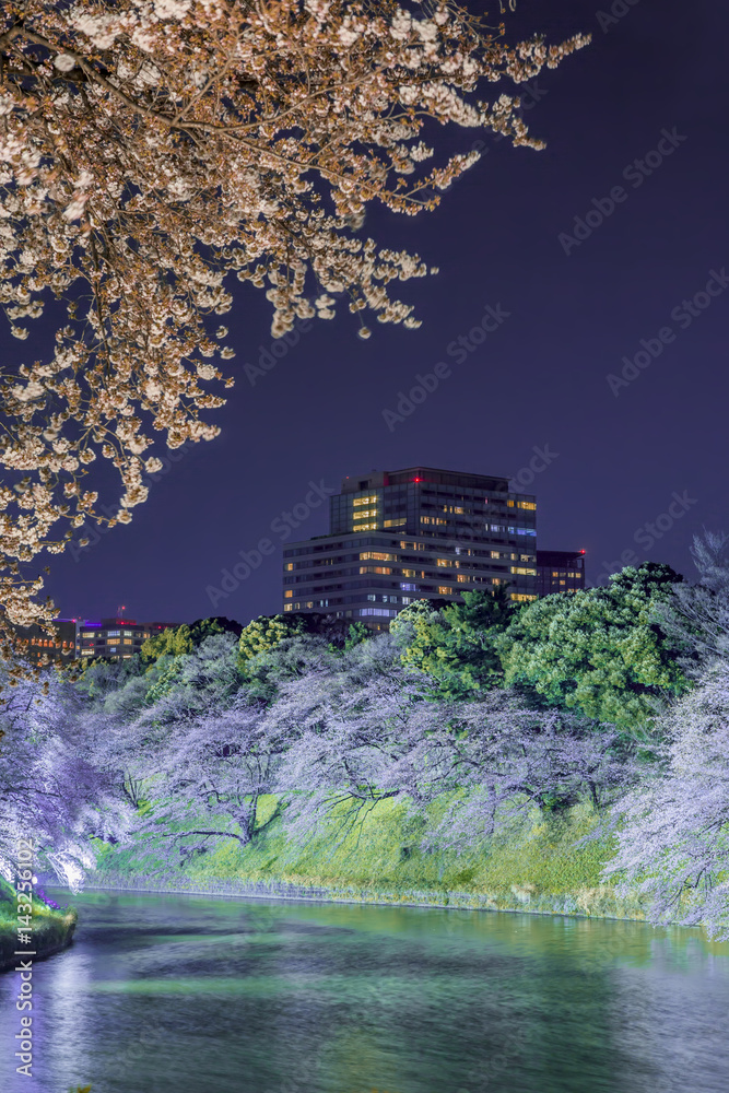 千鳥ヶ淵の夜桜