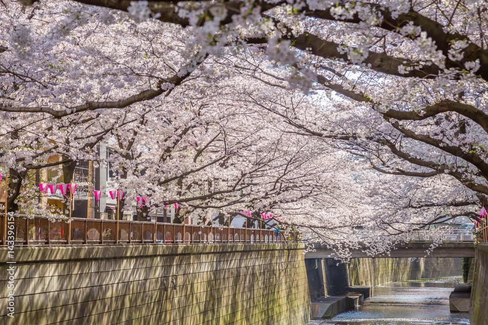 東京の桜