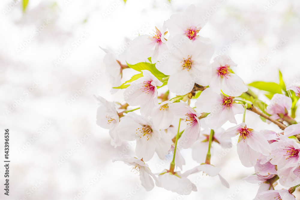 桜