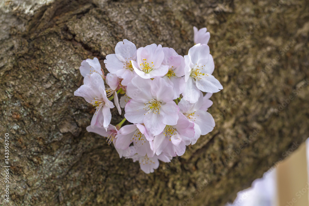 桜