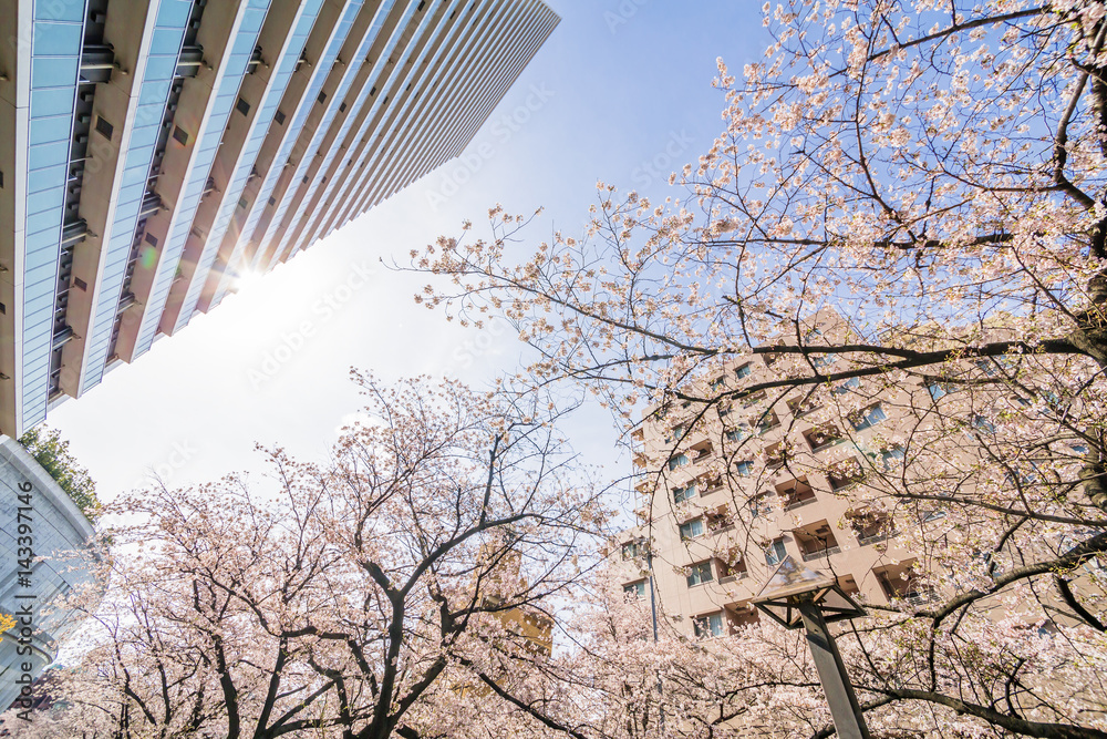 東京の桜