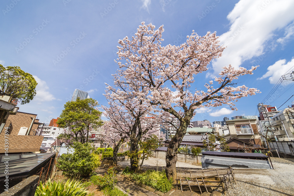 東京の桜