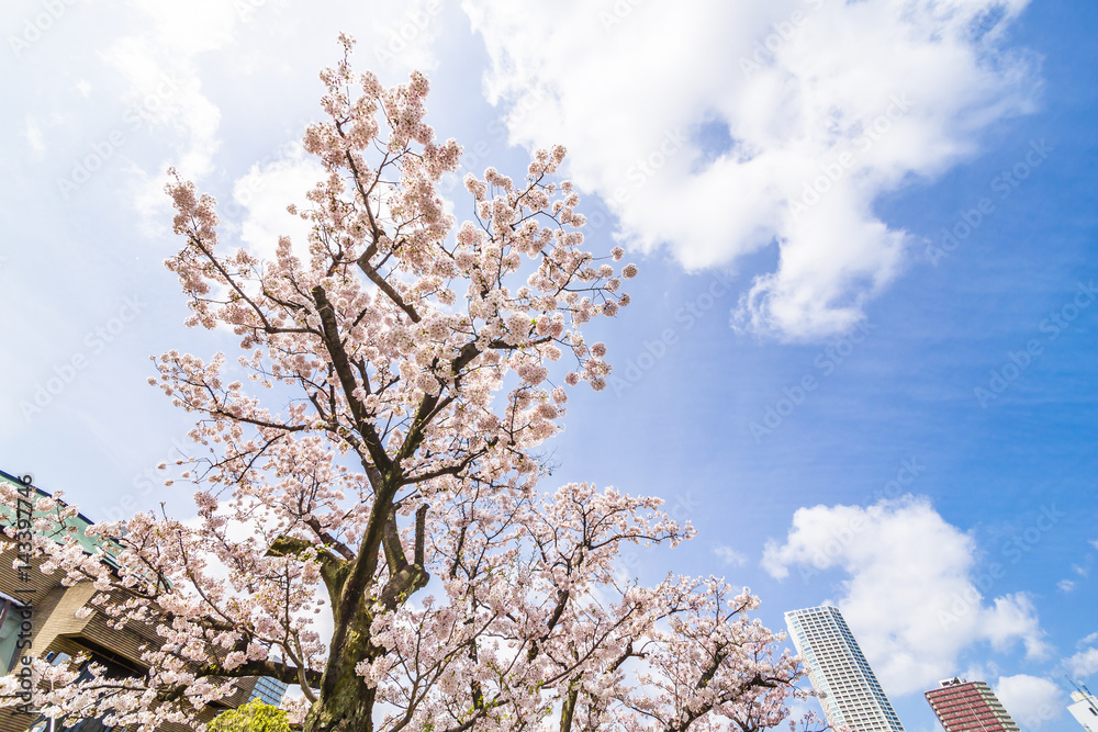 東京の桜