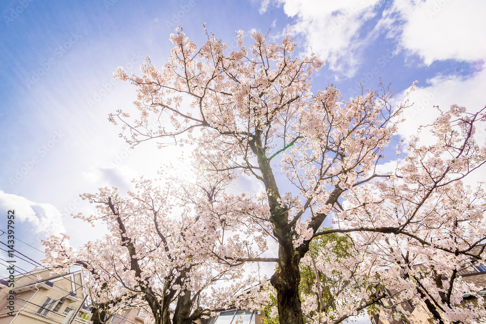 東京の桜