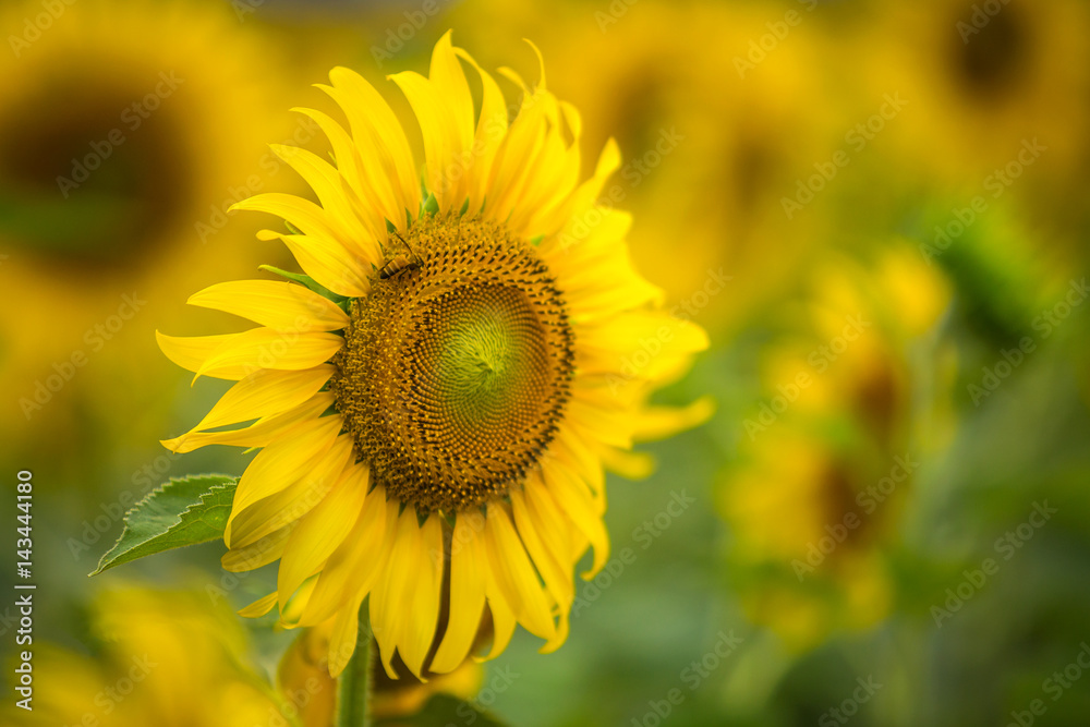 Sunflower natural background, Sunflower blooming, Sunflower oil improves skin health and promote cel